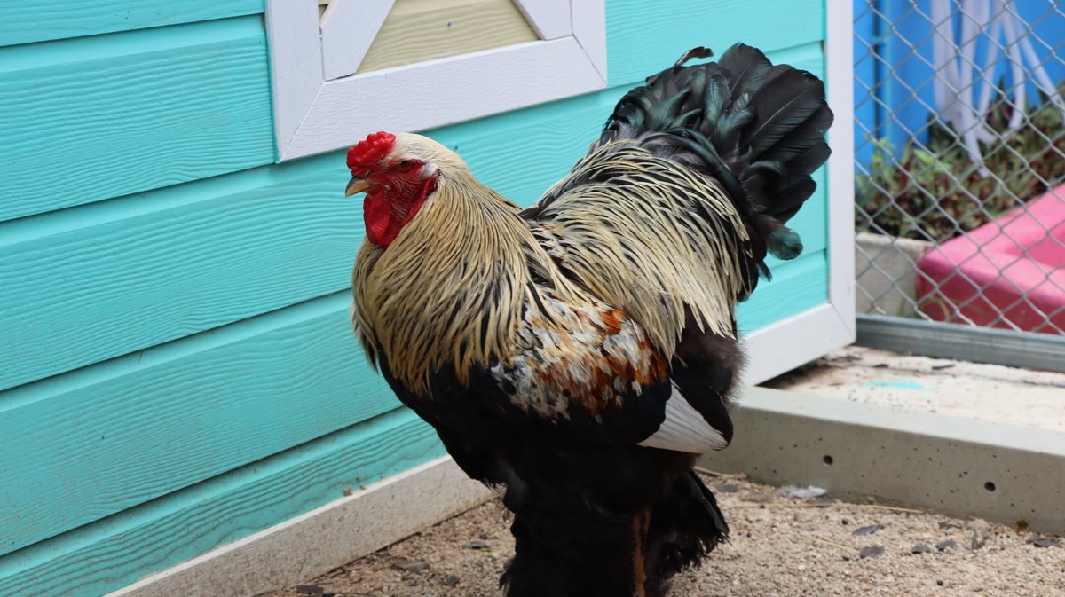 BRAHMA GIANT CHICKEN