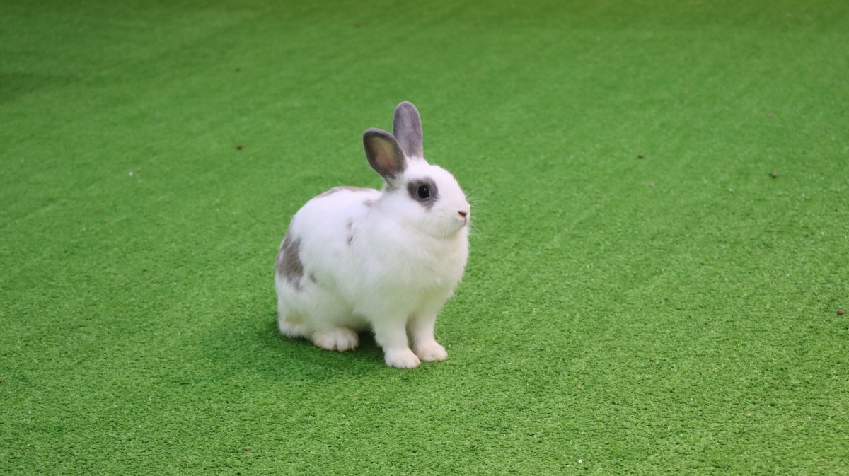 NETHERLAND_DWARF_RABBIT