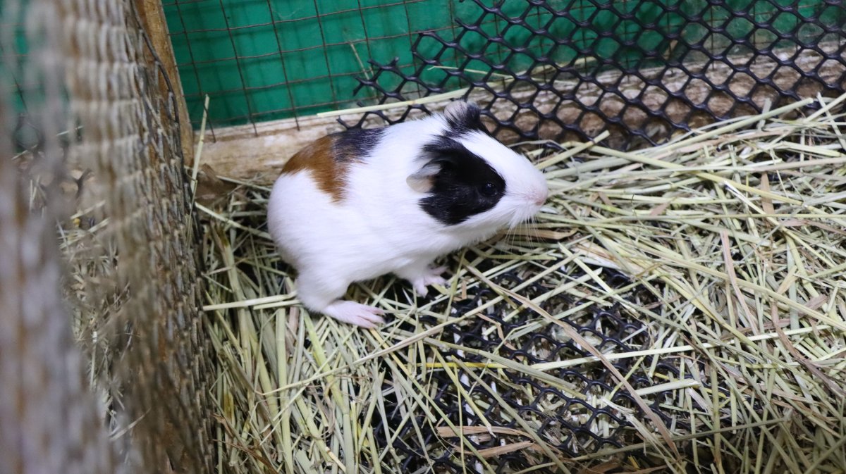 GATSBY_GUINEA_PIG
