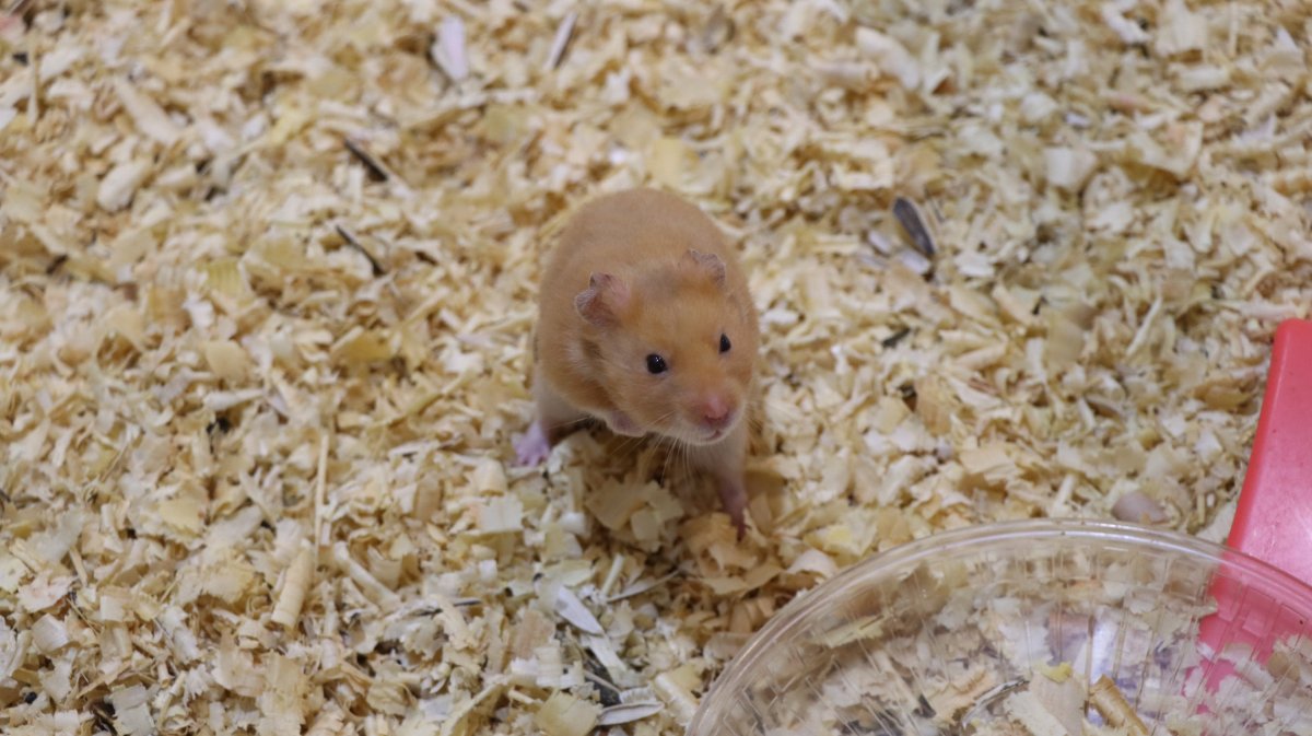 GIANT_HAMSTER