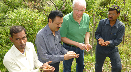 soapnut ประคำดีควาย