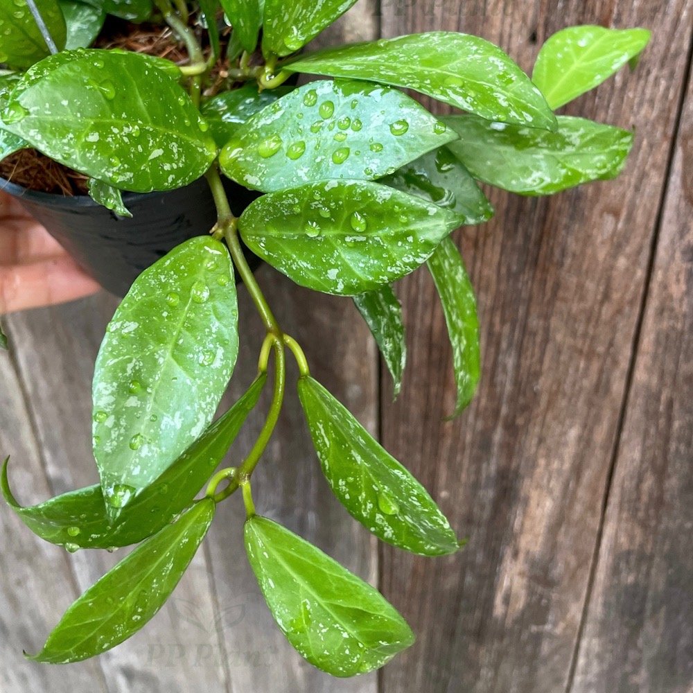 Hoya lacunosa x obscura (Splash leaves) ppplant