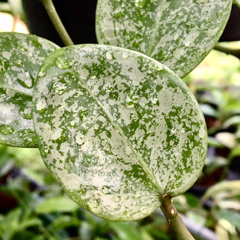 Hoya Acuta Heart Shape And Splash Leaves Ppplant