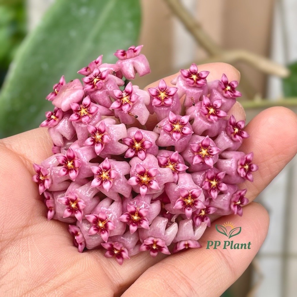 Hoya sp. Haiphong - ppplant