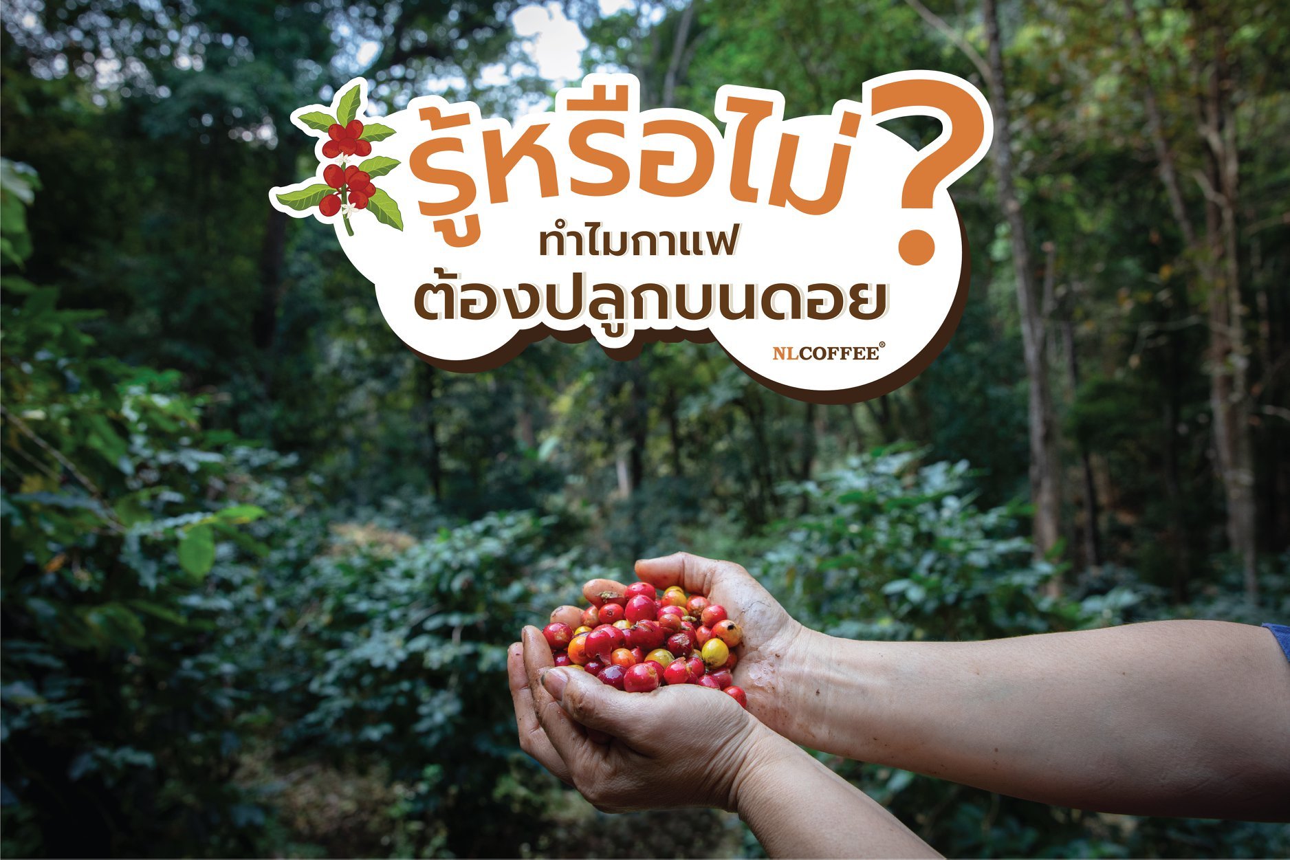 ทำไมกาแฟอาราบิก้าต้องปลูกบนดอย?