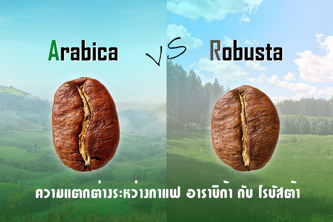 Arabica VS Robusta ความแตกต่างที่น่าค้นหา