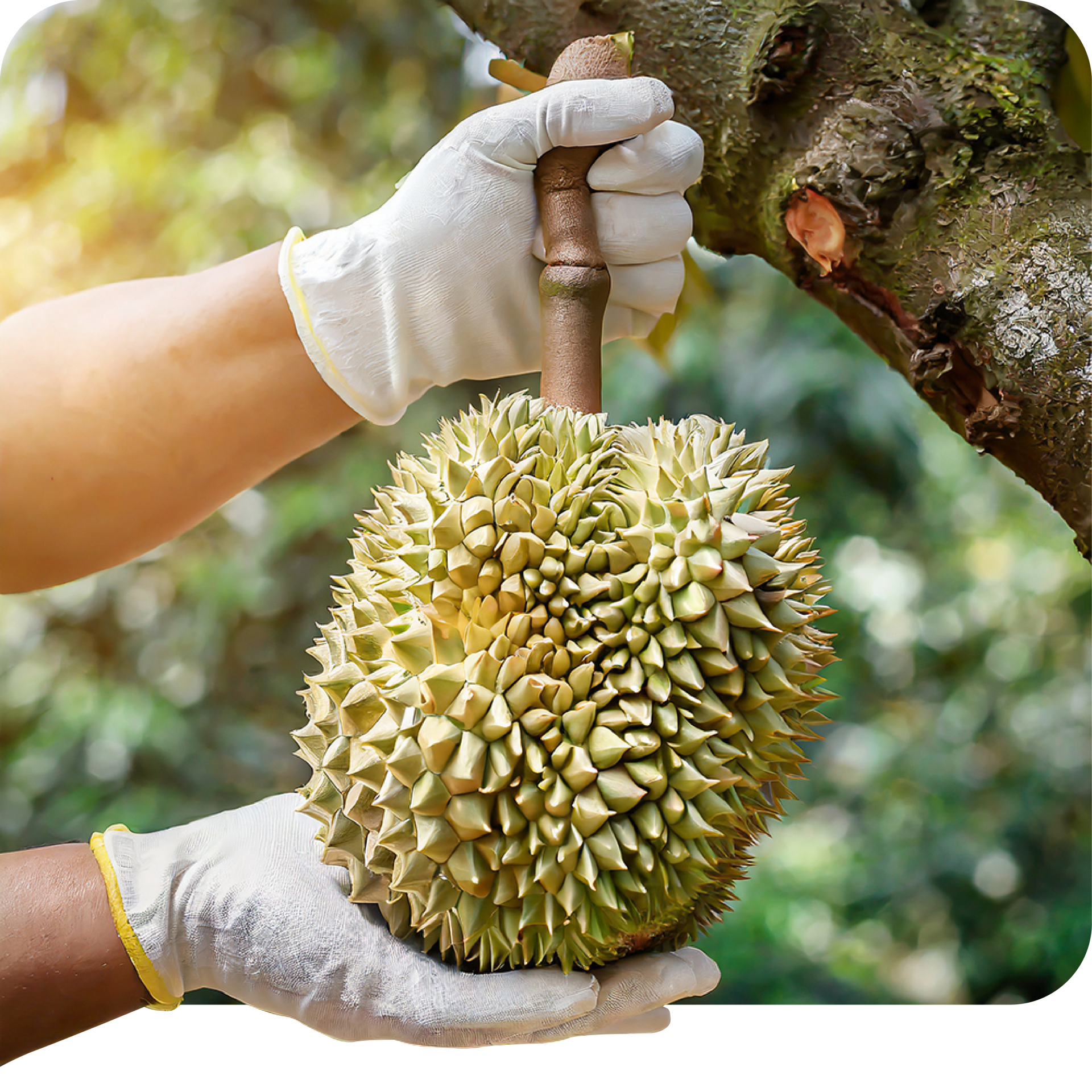 Durian.png