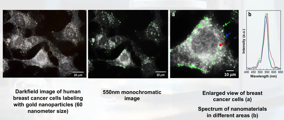 อนุภาคนาโนในเซลล์มะเร็ง – Nanoparticles in Cancer Cells