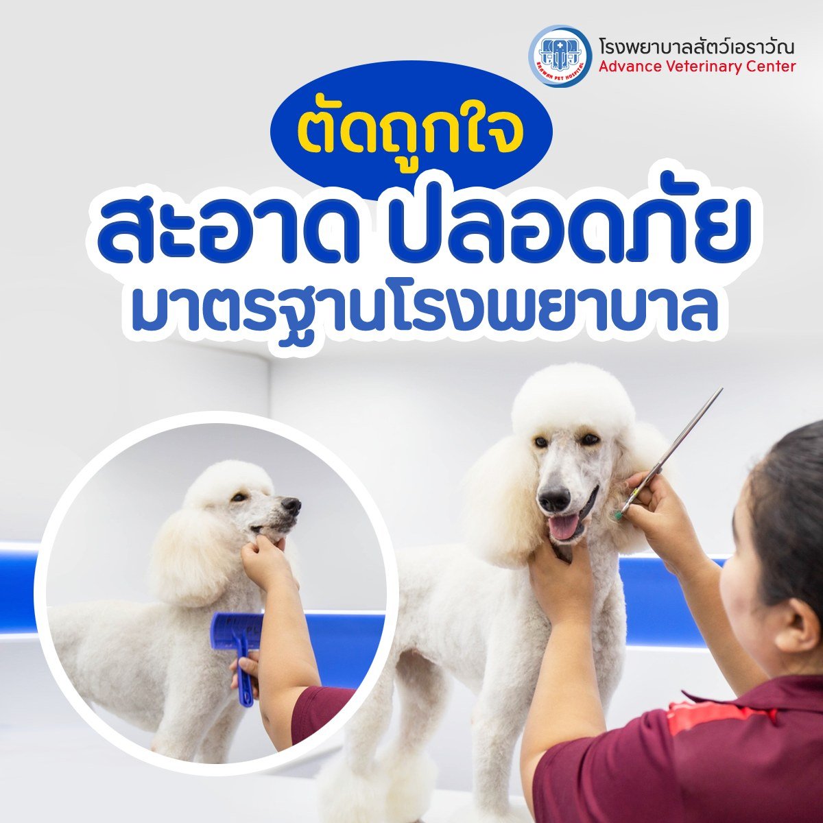 บริการอาบน้ำ-ตัดแต่งทรงขนโรงพยาบาลสัตว์เอราวัณ บริการอาบน้ำ-ตัดแต่งทรงขนโรงพยาบาลสัตว์เอราวัณ