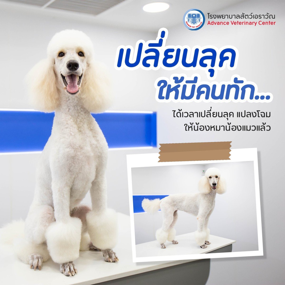 บริการอาบน้ำ-ตัดแต่งทรงขนโรงพยาบาลสัตว์เอราวัณ บริการอาบน้ำ-ตัดแต่งทรงขนโรงพยาบาลสัตว์เอราวัณ