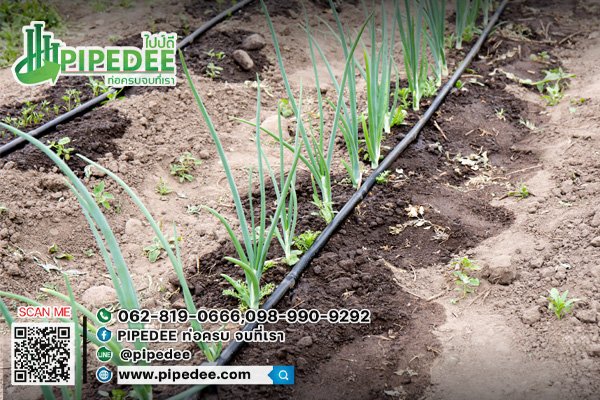 เดินสาย เทปน้ำหยด เดินสาย เทปน้ำหยด