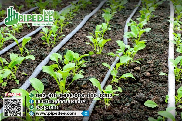 เดินสาย-เทปน้ำหยด1 เดินสาย-เทปน้ำหยด1