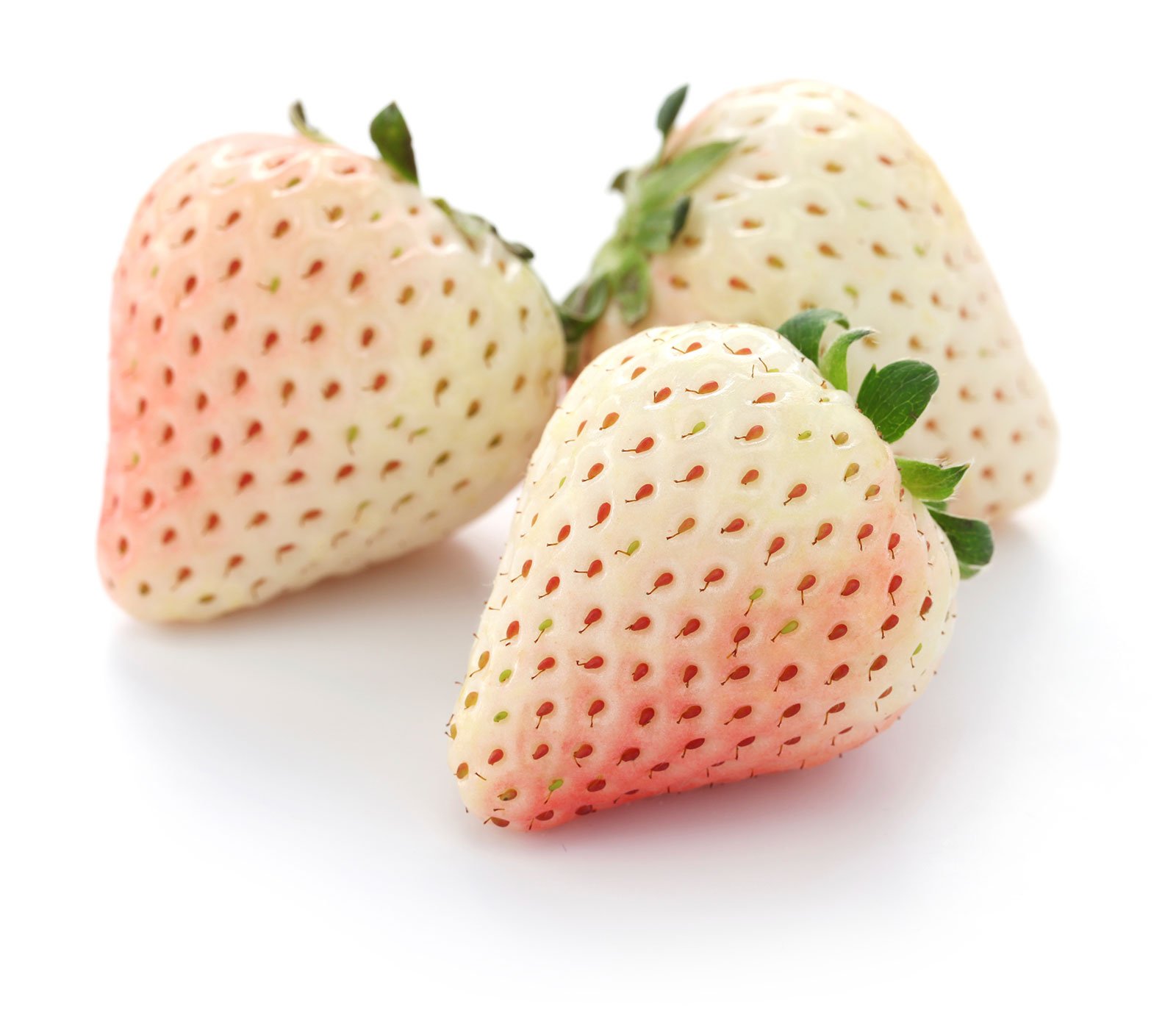 สารสกัดสตรอว์เบอร์รีขาว White Strawberry