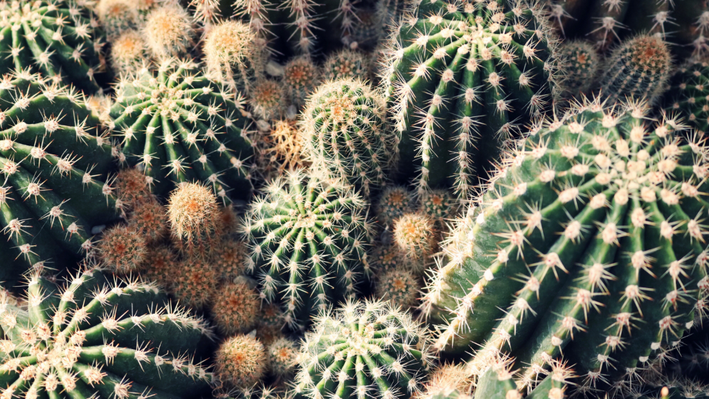 สารสกัดจากกระบองเพชร (Cactus Extract)- ปลดล็อคผิวเสีย สู่ผิวสวย ตัวช่วยเรื่องผิวพรรณที่แบรนด์ดังเค้าใช้กัน