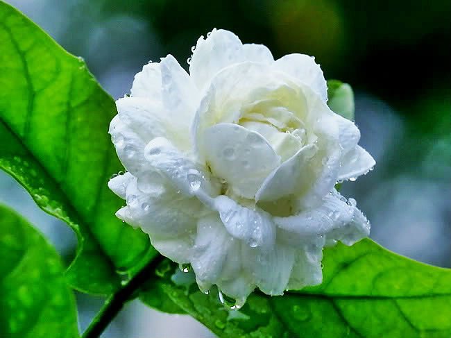 สารสกัดจากดอกมะลิ (Jasmine Extract)- มหัศจรรย์ดอกไม้มงคลเคล็ดลับเด็ดที่ใครๆก็คู่ควร