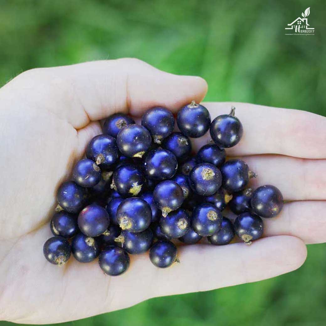 Maqui Berry (มากิเบอร์รี่) ที่สุดของผลไม้มีสารต้านอนุมูลอิสระที่เหนือกว่า ดูแลสายตา Maqui Berry (มากิเบอร์รี่) ที่สุดของผลไม้มีสารต้านอนุมูลอิสระที่เหนือกว่า ดูแลสายตา