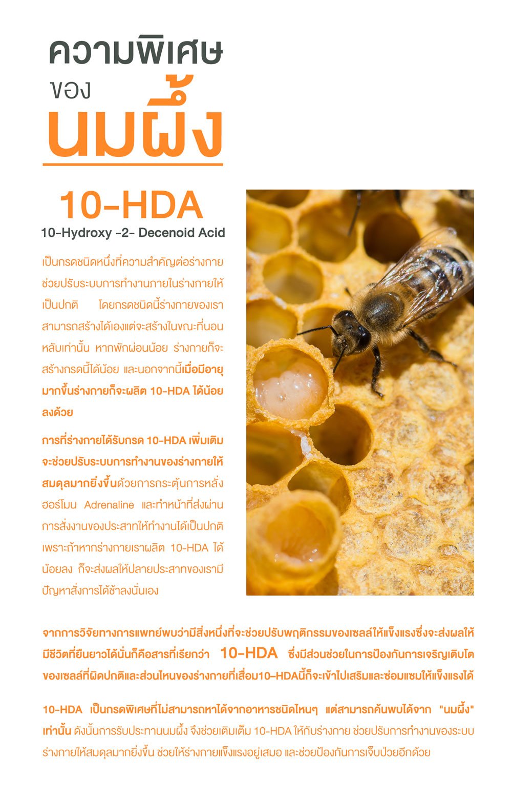 10-HDA คืออะไร สารอาหารในนมผึ้ง ประโยชน์ของนมผึ้ง ประโยชน์ของ 10-HDA