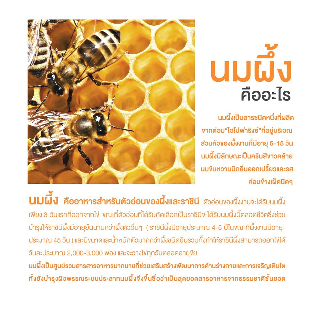 นมผึ้งคืออะไร ประโยชน์ของนมผึ้ง