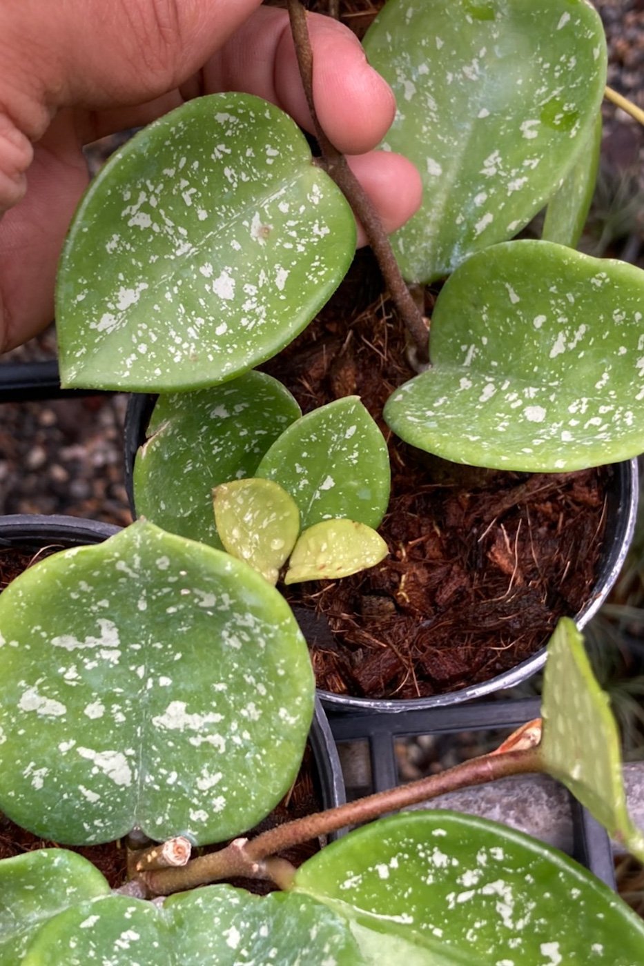 Hoya carnosa EPC-893 (Round leaves, splash)