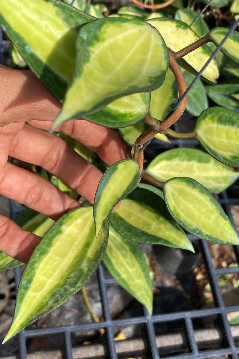 Hoya macrophylla (variegata)