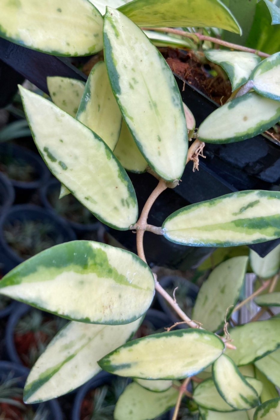 Hoya verticillata (yellow variegata)