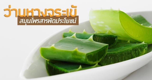 ว่านหางจระเข้ สมุนไพรสารพัดประโยชน์ ว่านหางจระเข้ สมุนไพรสารพัดประโยชน์