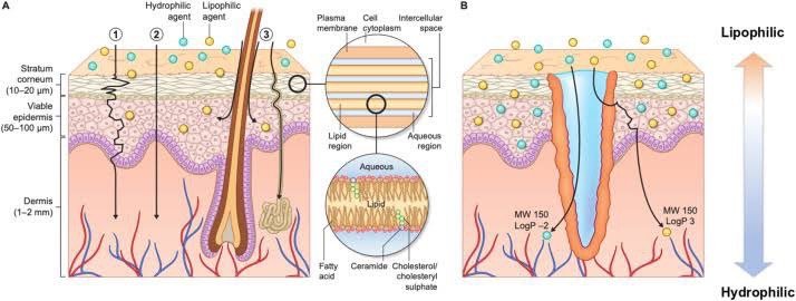 การใช้เลเซอร์เพิ่มการดูดซึมของยา Laser assisted drug delivery LADD ในการดูแลแผลเป็นนูนคีลอยด์ การใช้เลเซอร์เพิ่มการดูดซึมของยา Laser assisted drug delivery LADD ในการดูแลแผลเป็นนูนคีลอยด์