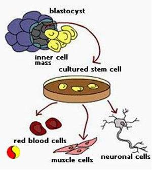 สเต็มเซลล์ (Stem Cell) คือ อะไร (What is Stem Cell ?)