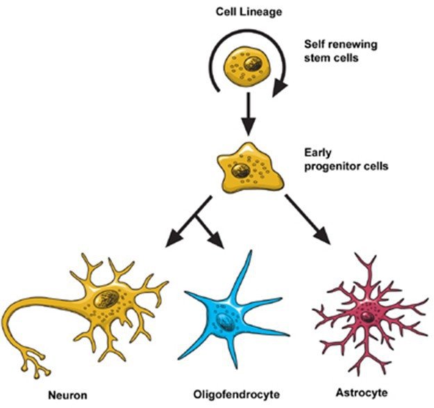 สเต็มเซลล์ (Stem Cell) คือ อะไร (What is Stem Cell ?)