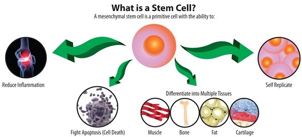 สเต็มเซลล์ (Stem Cell); เซลล์ต้นกำเนิด สเต็มเซลล์คืออะไร มีประโยชน์อย่างไร?