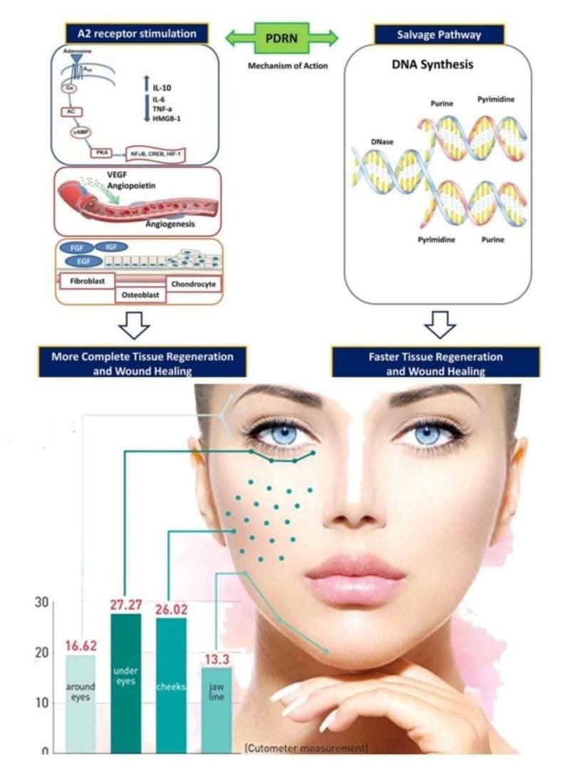 Rejuran Healer Polynucleotide: ฟื้นฟูสร้างเซลล์ผิวใหม่ ดูแลหลุมสิว รูขุมขนกว้าง ริ้วรอย Rejuran Healer Polynucleotide: ฟื้นฟูสร้างเซลล์ผิวใหม่ ดูแลหลุมสิว รูขุมขนกว้าง ริ้วรอย