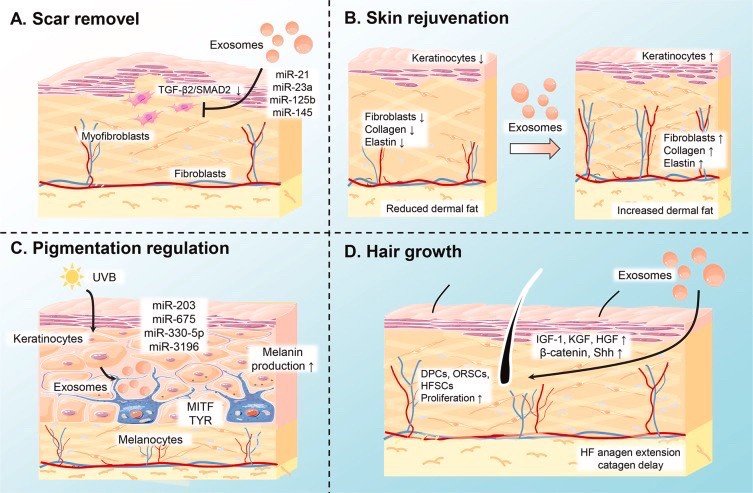 Exosome (เอ็กโซโซม) คือ เทคโนโลยีที่มีองค์ประกอบของโปรตีนขนาดเล็กมาก เป็นลักษณะวงกลมขนาดเพียง 30-100 nm ซึ่งมีขนาดเล็กกว่าเซลล์ทั่วไปถึง 1/1,000 เท่า โดยใน Exosome มีสารชีวโมเลกุล 1,000 ชนิด 