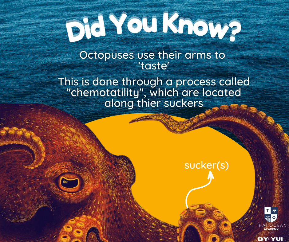 Octopuses use their arms to  