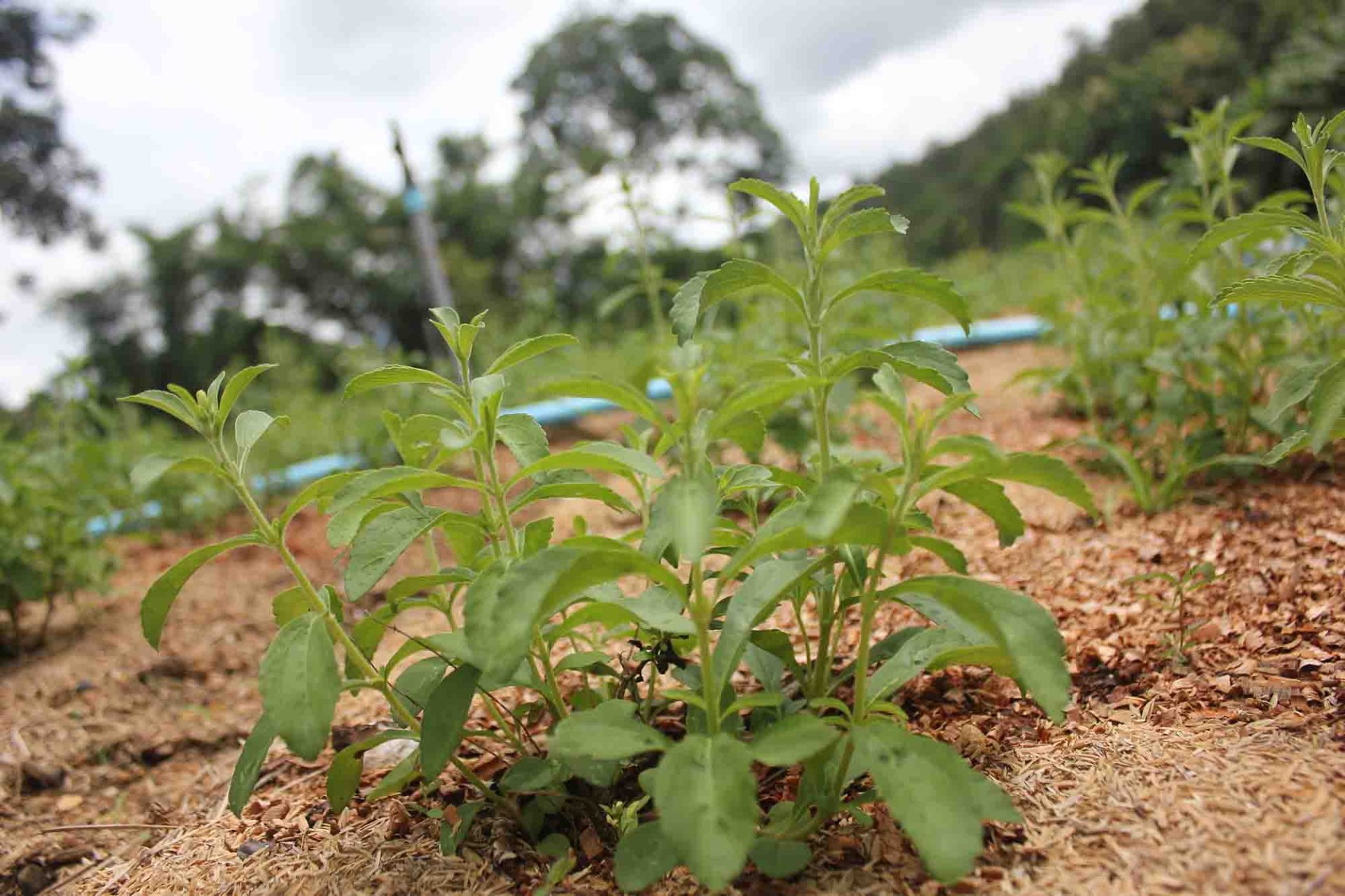 ข้อมูลหญ้าหวาน (Stevia) - Homwan (หอมหวาน) - Homwan-Stevia