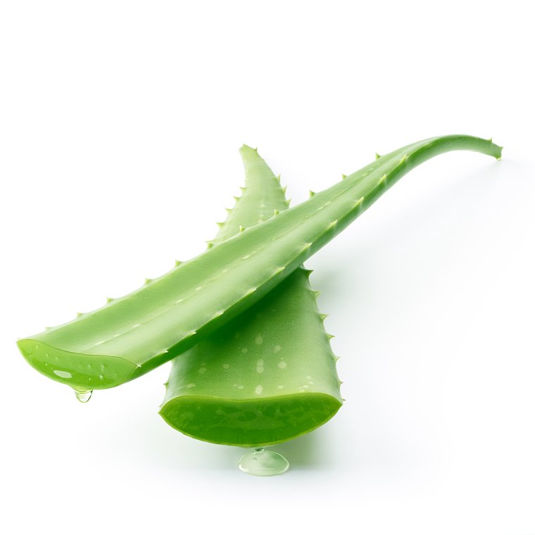 Aloe vera Aloe vera