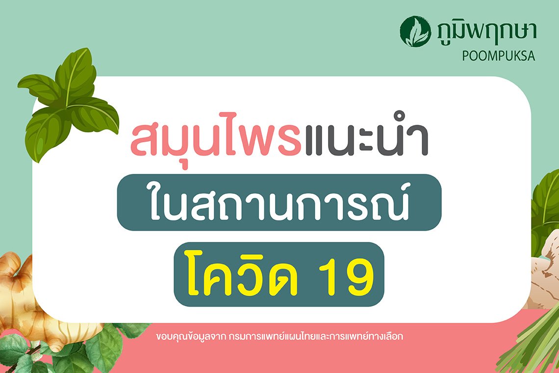 สมุนไพรแนะนำ ในสถานการณ์โควิด 19 สมุนไพรแนะนำ ในสถานการณ์โควิด 19