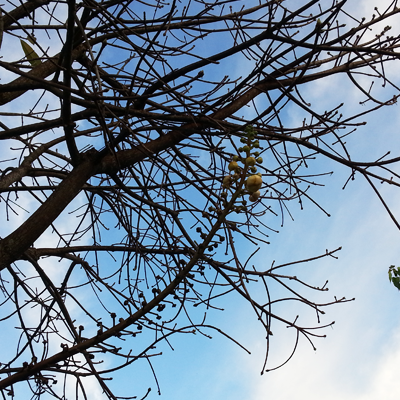 วงจรกระแสจิต วงจรกระแสจิต