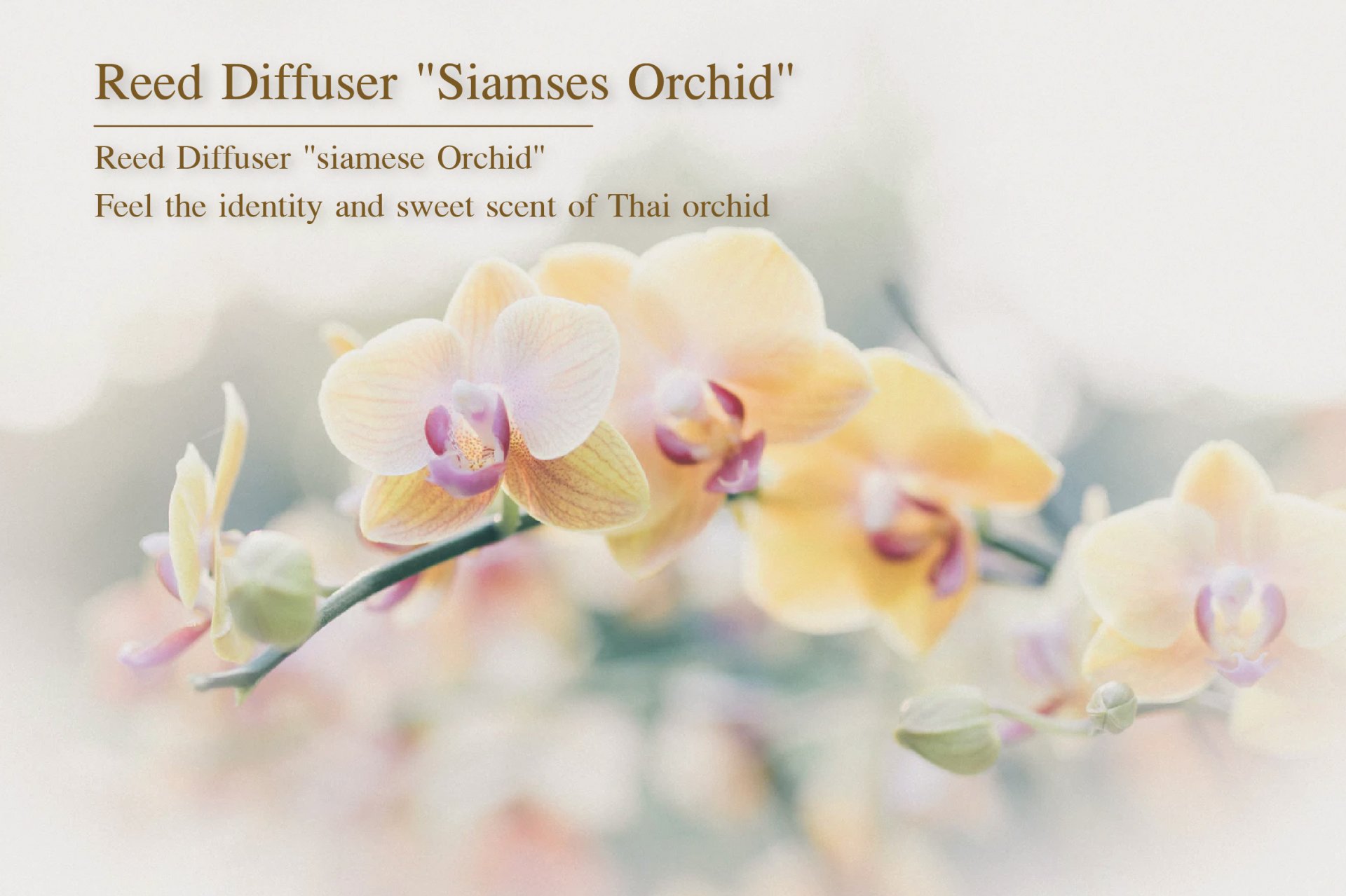 Reed Diffuser “Siamese Orchid” สัมผัสกลิ่นหอมหวาน เอกลักษณ์กลิ่นหอมจากกล้วยไม้ของไทย