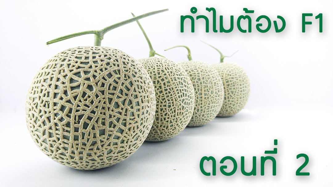 ทำไมต้องซื้อเมล็ดพันธุ์ F1 ตอนที่ 2 ทำไมต้องซื้อเมล็ดพันธุ์ F1 ตอนที่ 2