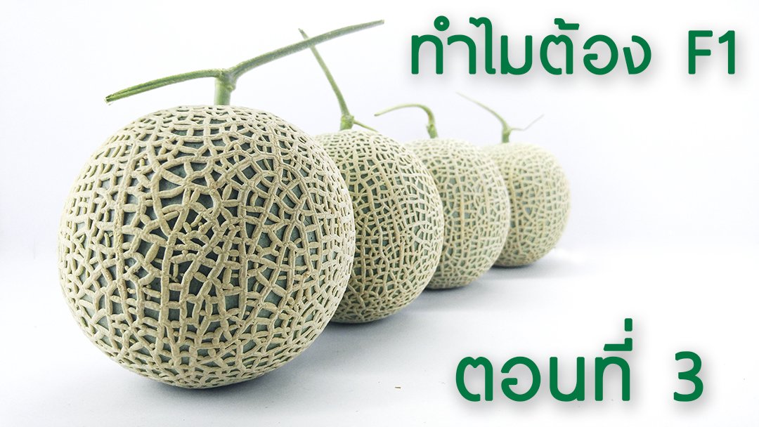 ทำไมต้องซื้อเมล็ดพันธุ์ F1 ตอนที่ 3 (ตอนจบ) ทำไมต้องซื้อเมล็ดพันธุ์ F1 ตอนที่ 3 (ตอนจบ)