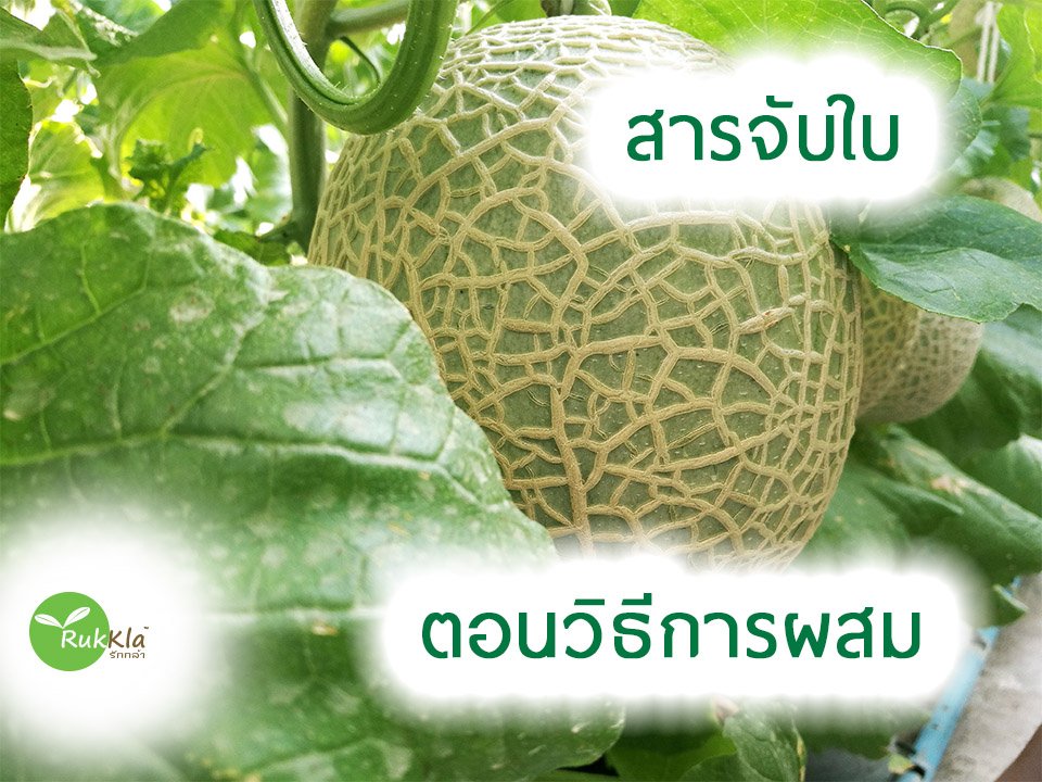 ขั้นตอนการทำสารจับใบ ขั้นตอนการทำสารจับใบ