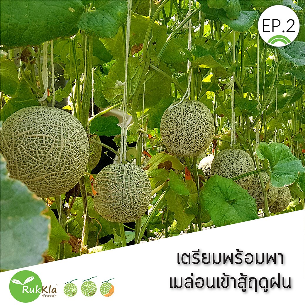 เตรียมพร้อมพาเมล่อนเข้าสู้ฤดูฝน EP 2 ลูกแตกมั้ย!! เตรียมพร้อมพาเมล่อนเข้าสู้ฤดูฝน EP 2 ลูกแตกมั้ย!!