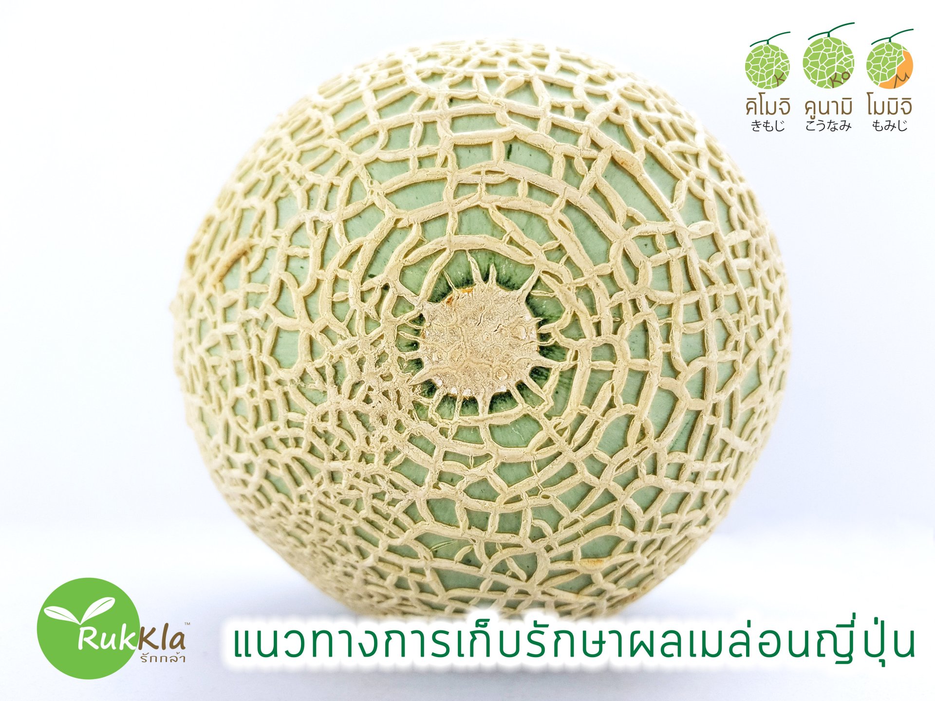 แนวทางการเก็บรักษาผลเมล่อนญี่ปุ่น แนวทางการเก็บรักษาผลเมล่อนญี่ปุ่น