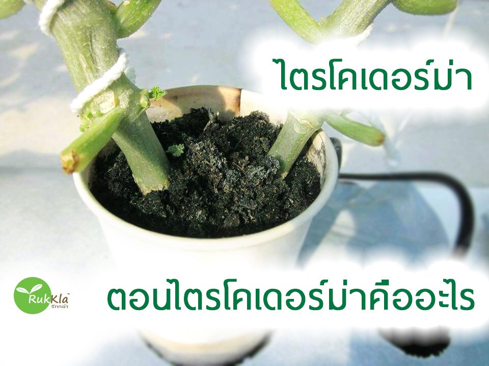 ไตรโคเดอร์มา (Trihoderma) คืออะไร  ไตรโคเดอร์มา (Trihoderma) คืออะไร