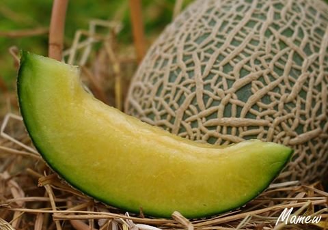 คู่มือแนวทางปลูกเมล่อนญี่ปุ่นเบื้องต้น คู่มือแนวทางปลูกเมล่อนญี่ปุ่นเบื้องต้น