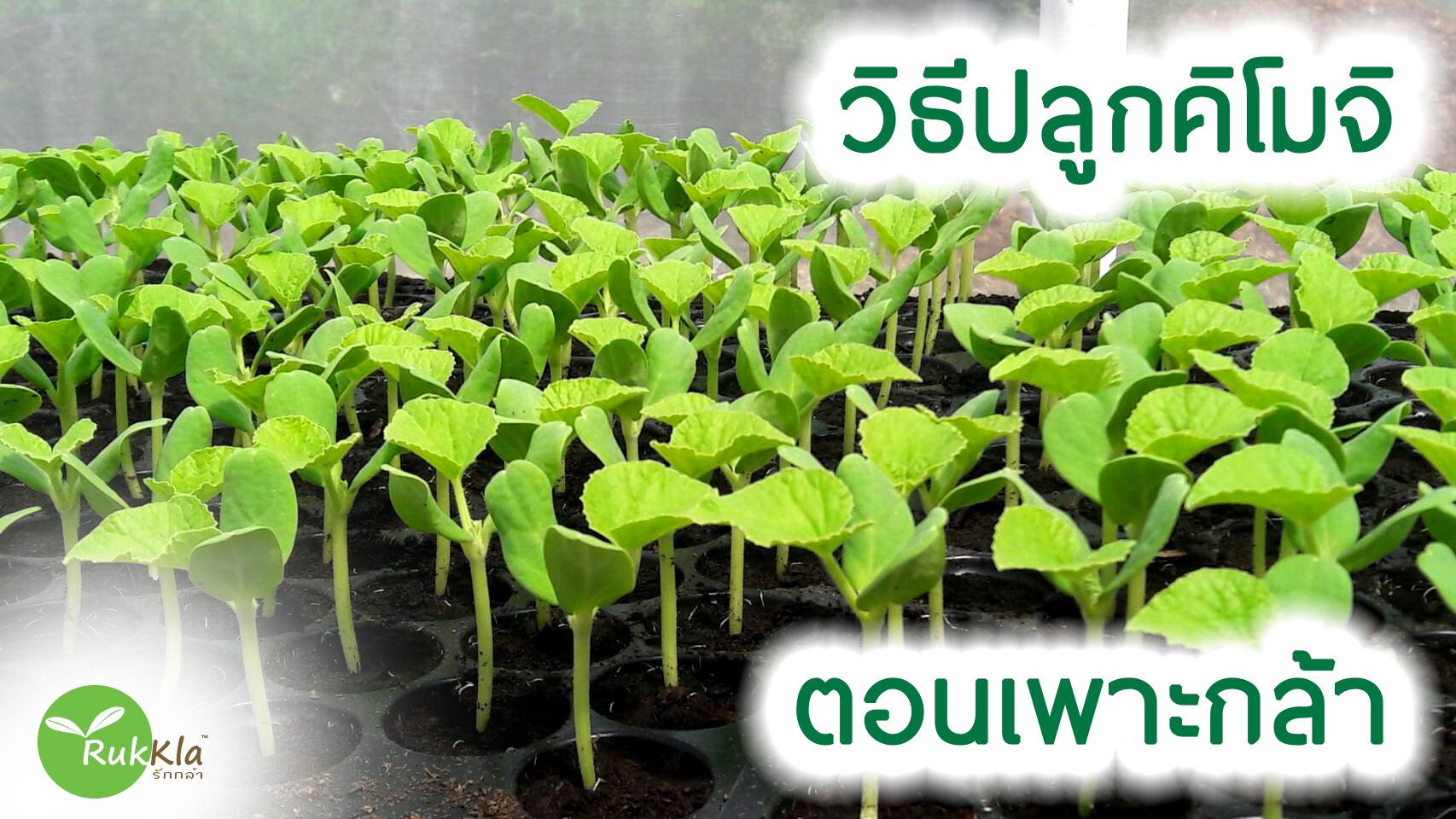 วิธีการเพาะต้นกล้าคิโมจิ วิธีการเพาะต้นกล้าคิโมจิ