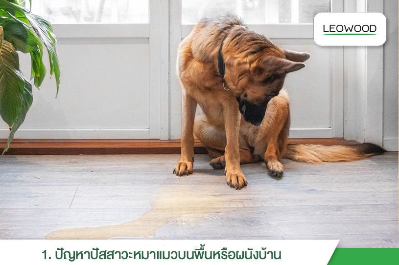 ปัญหาปัสสาวะหมาแมวบนพื้นหรือผนังบ้าน