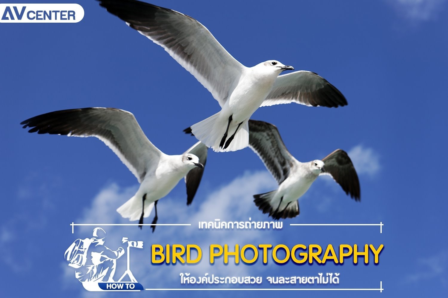 เทคนิคการถ่ายภาพ Bird Photography ให้องค์ประกอบสวยจนละสายตาไม่ได้