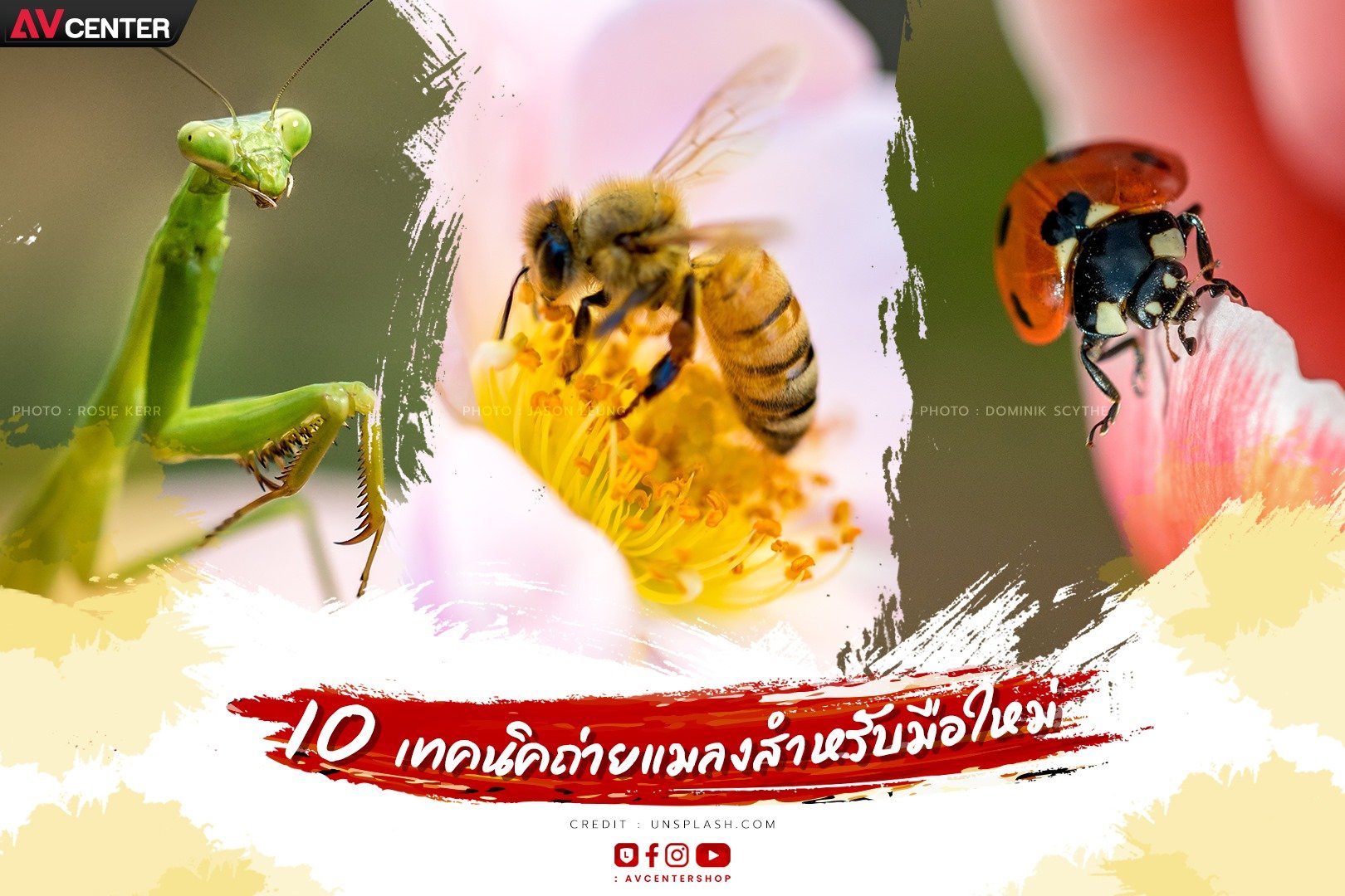 10 เทคถ่ายแมลงสำหรับมือใหม่ ถ่ายยังไงก็คม ไม่แพ้มืออาชีพ!