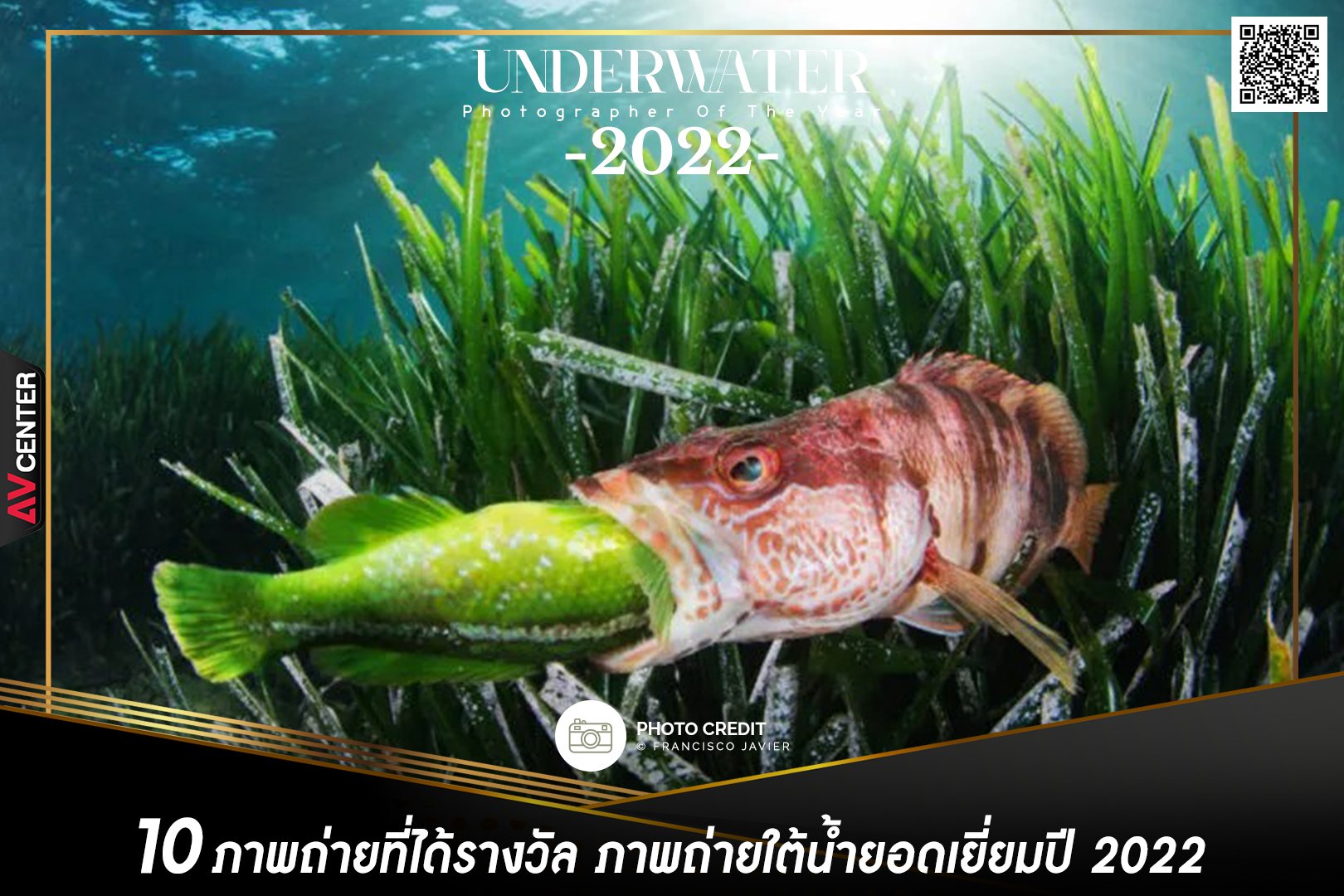 รวมภาพถ่ายใต้ต้ำที่ได้รับรางวัล ภาพใต้น้ำแห่งปี ในรายการ "UPY2022" 
